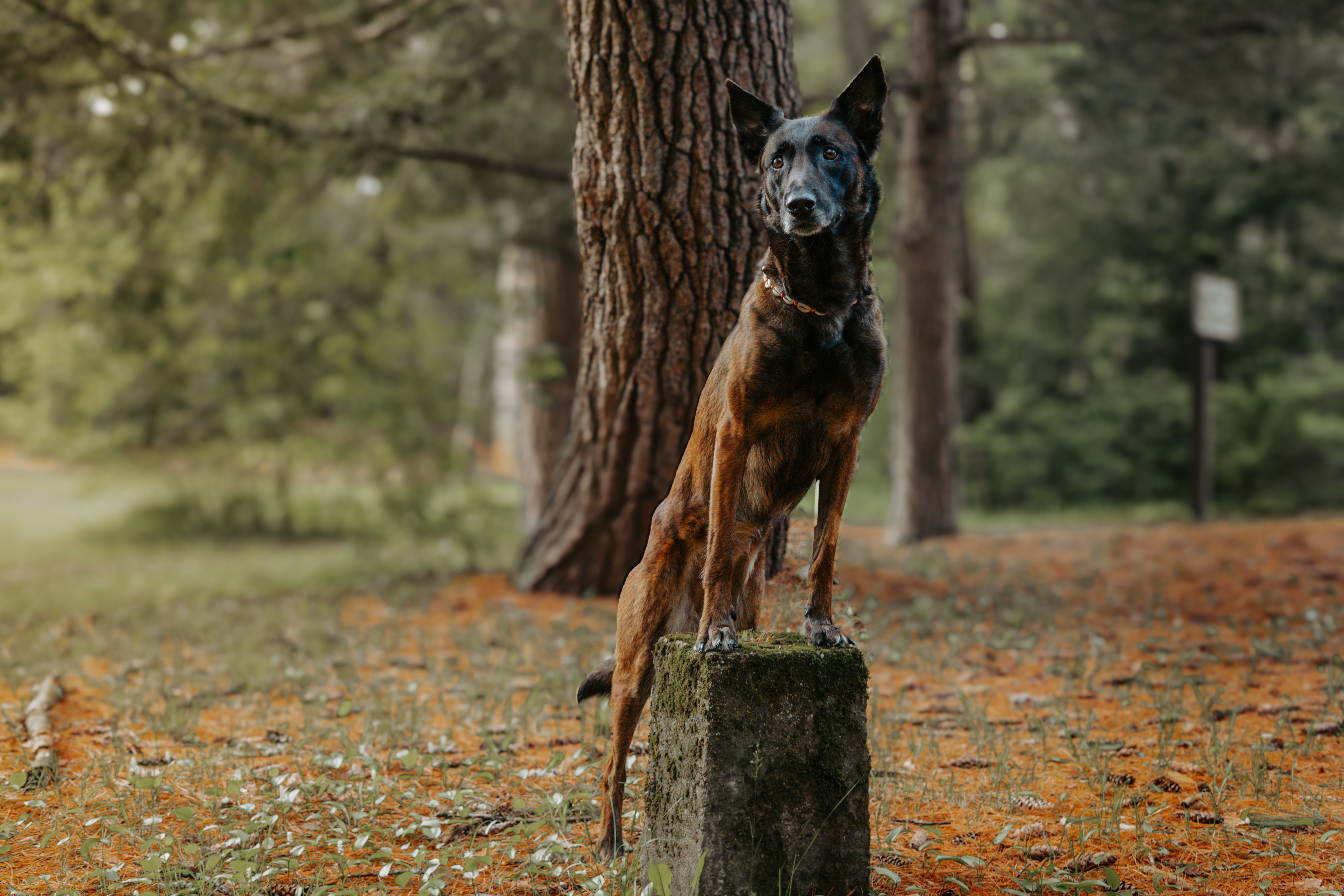 Dog sitting in a field during training
