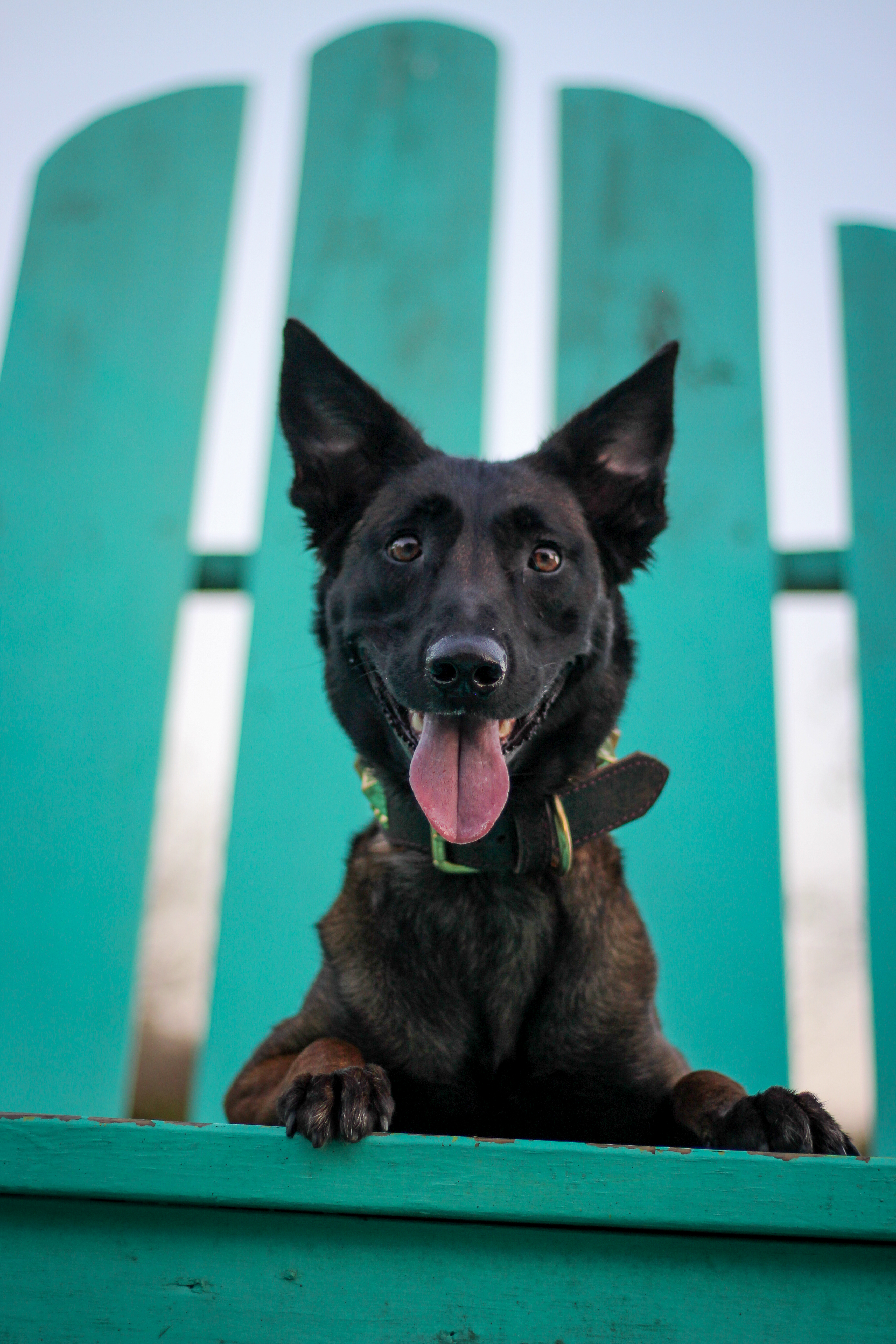Dog in profile looking ahead