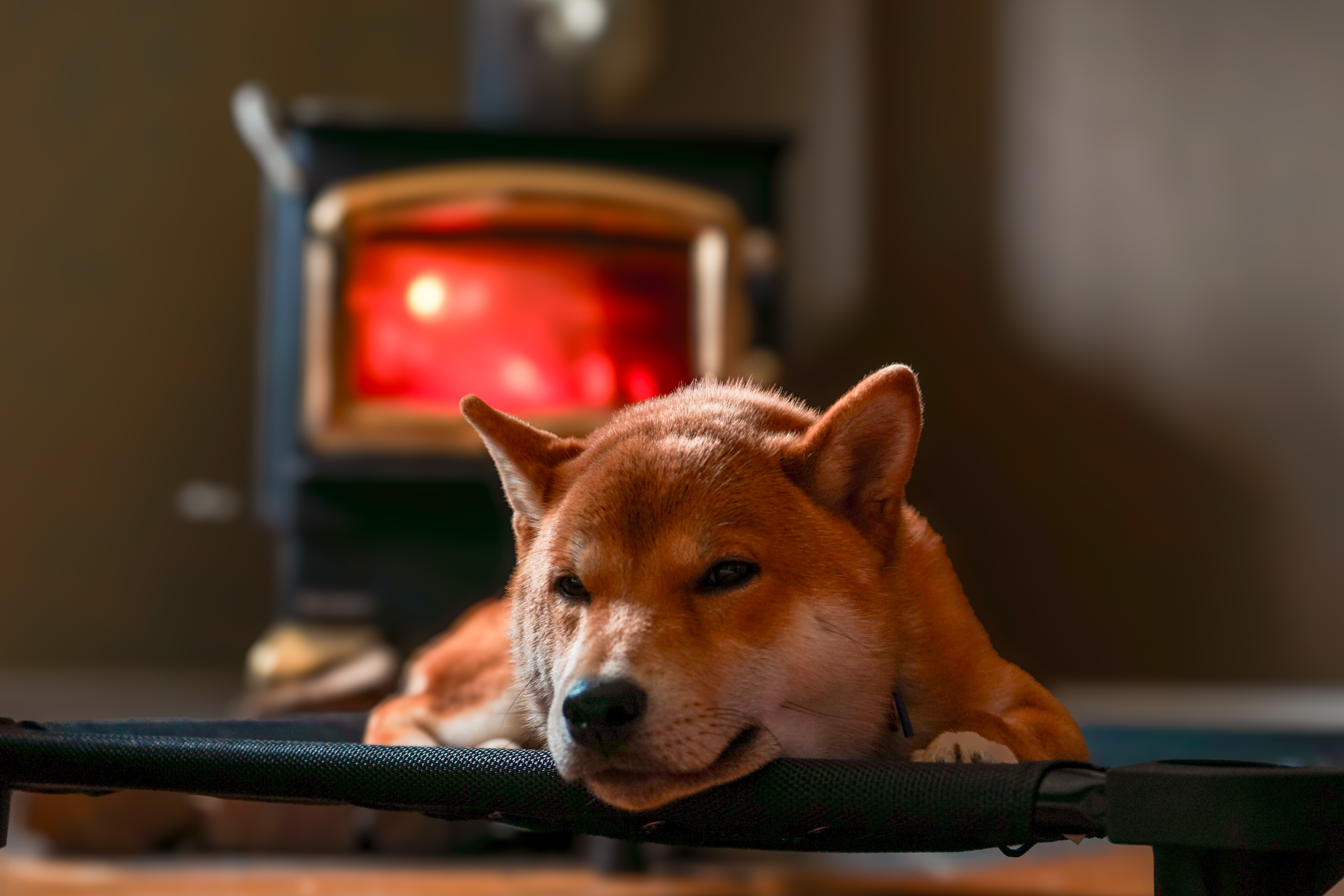 Dog portrait on a trail